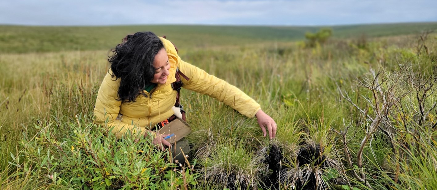 Arctic tundra can regenerate relatively quickly following a wildfire. Pictured is tundra at one of the NGEE Arctic study sites, the Kougarok Fire Complex, near Nome, Alaska (Photo credit: Amy Breen), which was impacted by a wildfire in 2019.