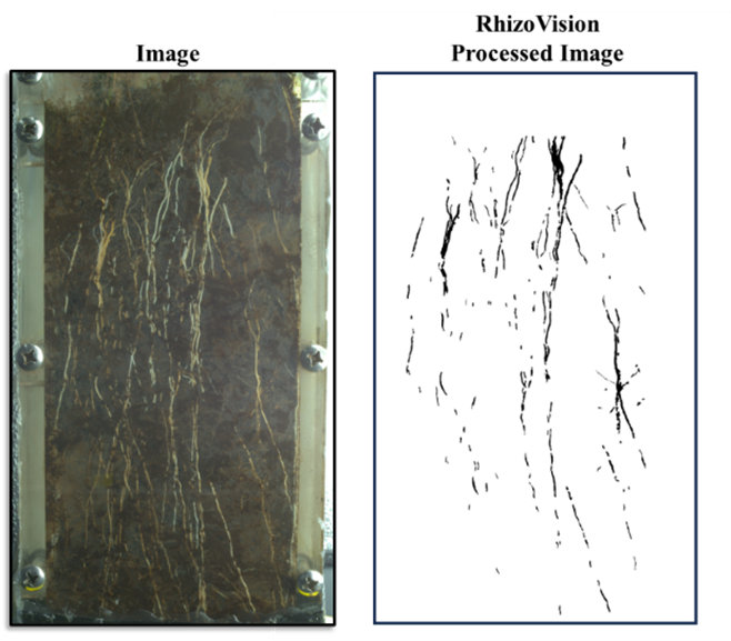 Transparent rhizoboxes allowed for weekly imaging and growth tracking of root systems with RhizoVision Explorer root image processing.