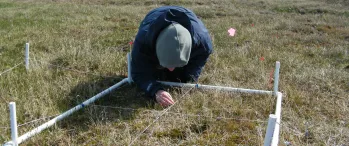 a person studying grassy vegitation within a grid