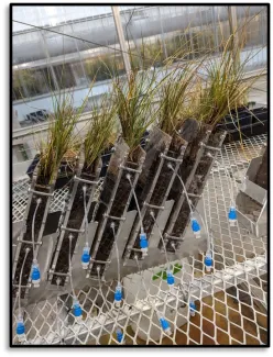 Image of a rack of rhizoboxes containing live vegetation from a thermokarst wetland at the Council, Alaska field site. Porewater samplers are installed at three depths in each box, and the boxes are at an angle so that roots grow towards the transparent sides for weekly root imaging.