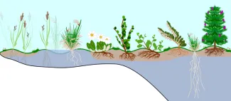 An artistic rendering of plants with roots exposed depicting changes in active layer thickness (light brown, underlain by permanently frozen soil, white) and water table height (blue) from graminoid to wetland tundra and then from prostrate- and erect-shrub tundra toward the boreal forest (from Northern tundra to more Southerly boreal forest as you move from the left to right).