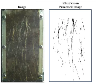 Transparent rhizoboxes allowed for weekly imaging and growth tracking of root systems with RhizoVision Explorer root image processing.